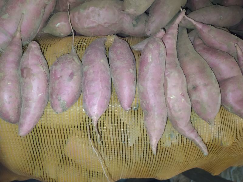 正宗烟薯25