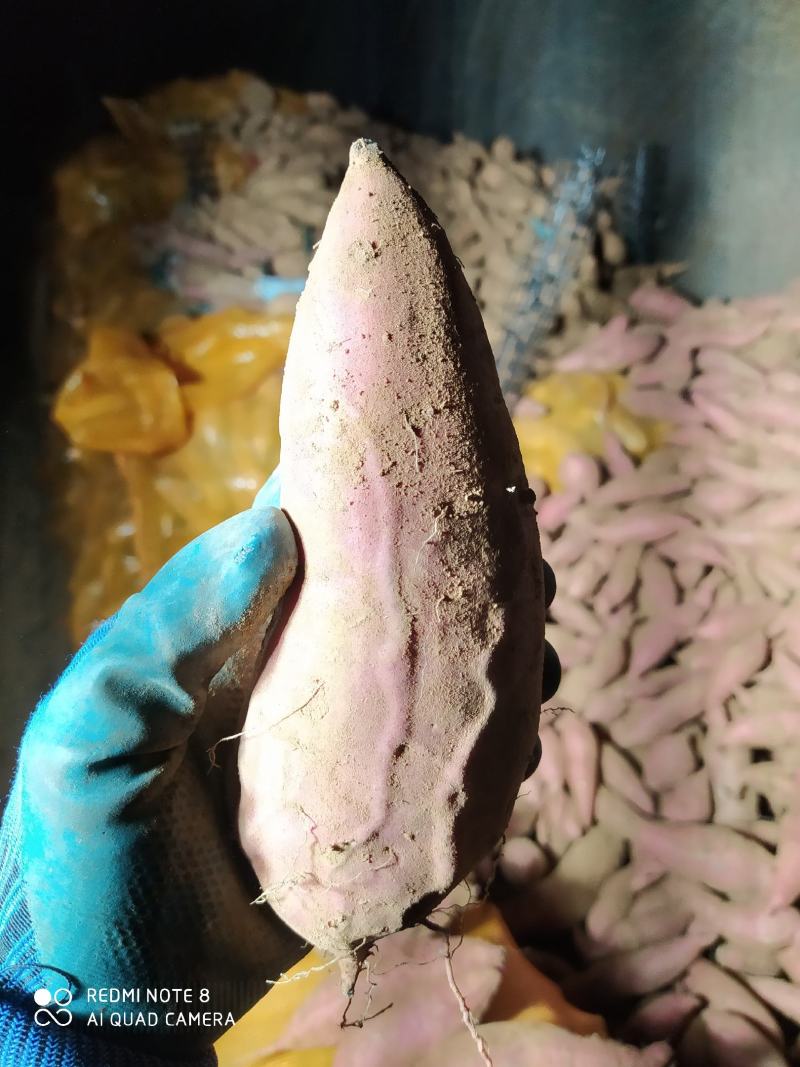 正宗烟薯25