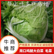 大白菜鸡腿白菜入库白菜产地直发货源充足稳定