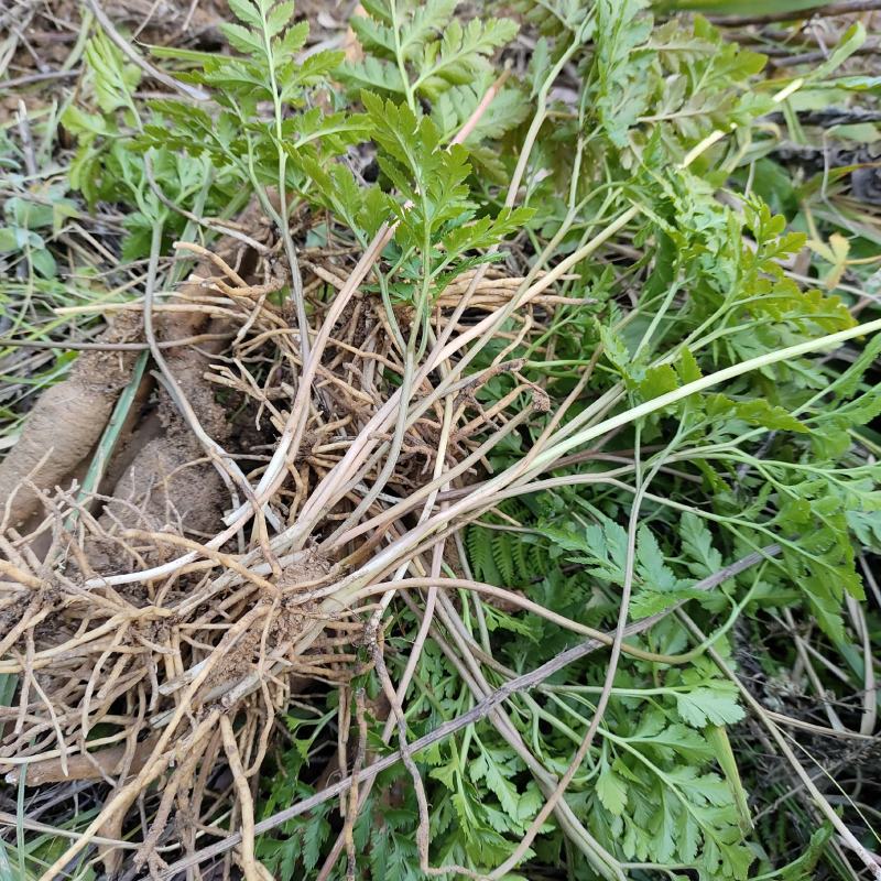 阴地蕨小春花一朵云水洗野生中药材一手货源产地直供