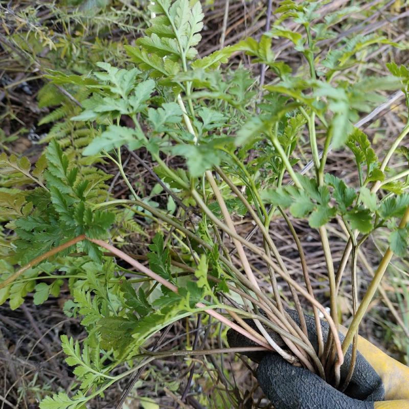 阴地蕨小春花一朵云水洗野生中药材一手货源产地直供