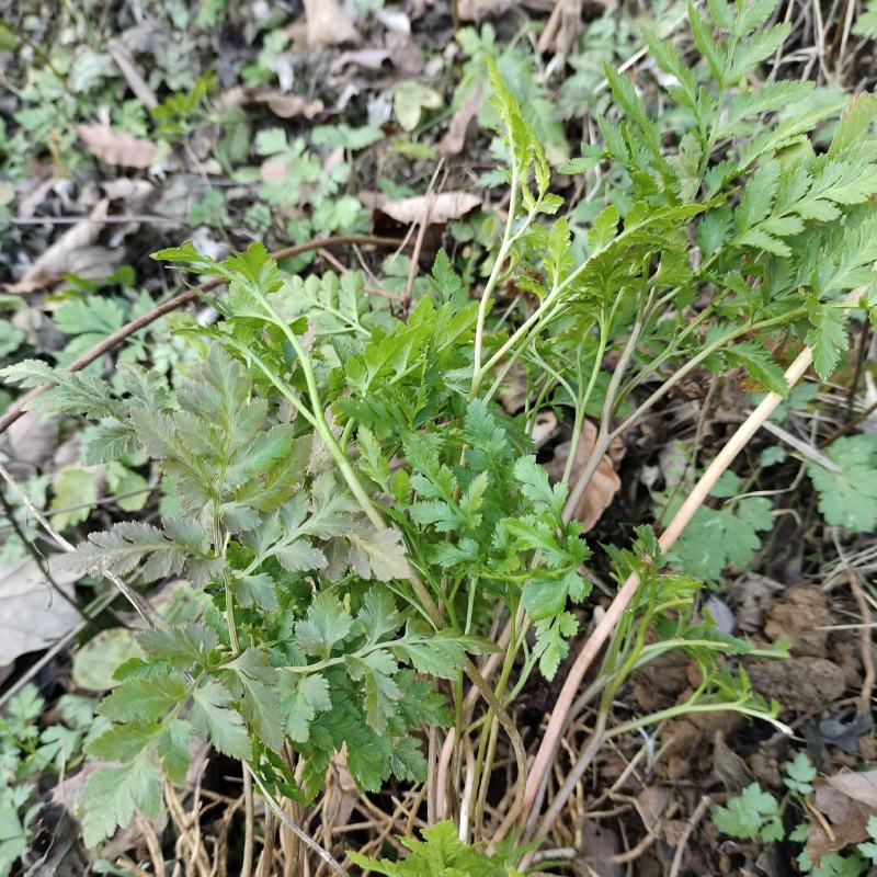 阴地蕨小春花一朵云水洗野生中药材一手货源产地直供