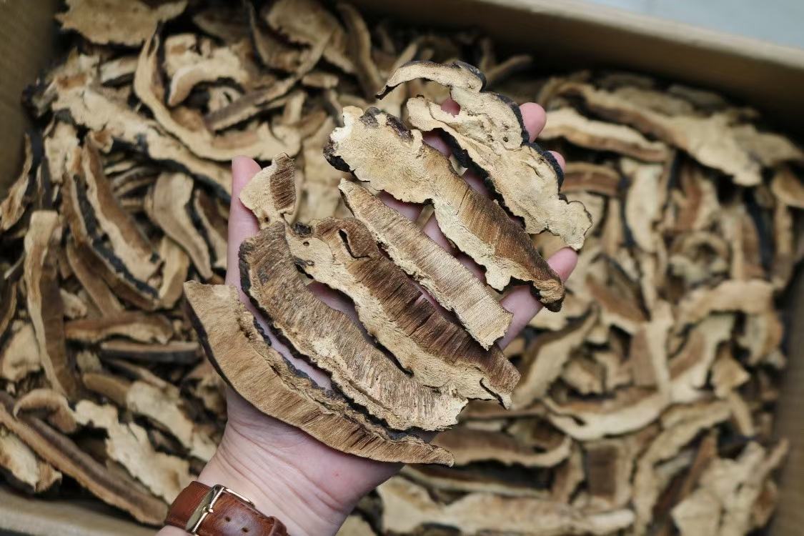 灵芝切片泡水喝的功效