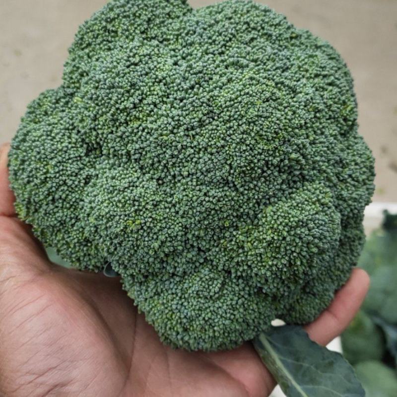 湖北耐寒优秀西兰花一级精品商超品质小米粒