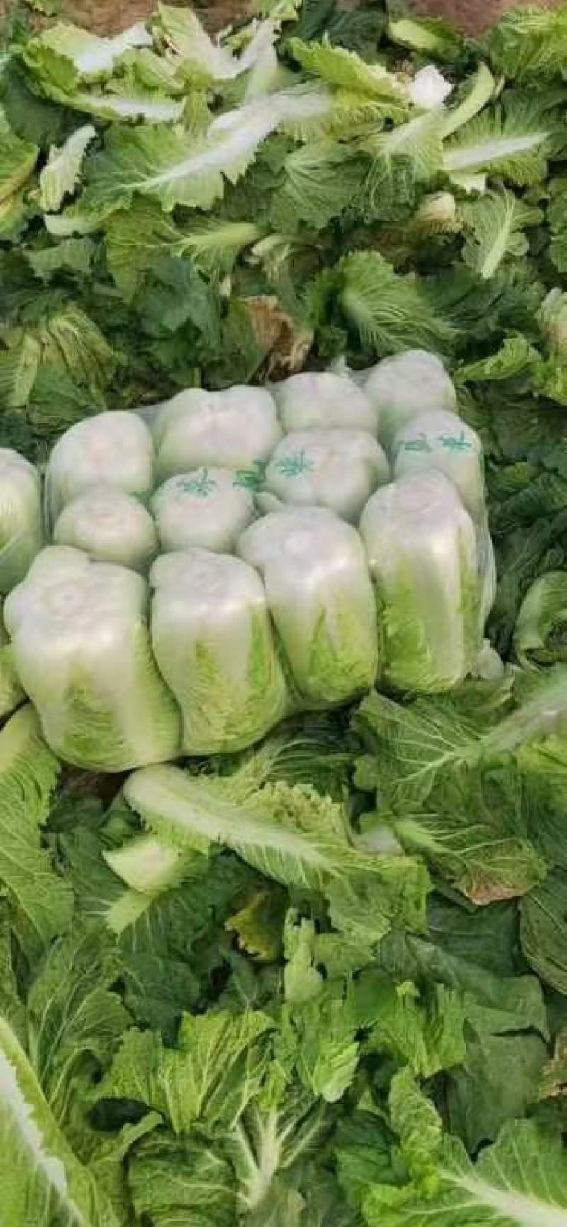 山东大白菜、货源充足、产地直发、对接全国