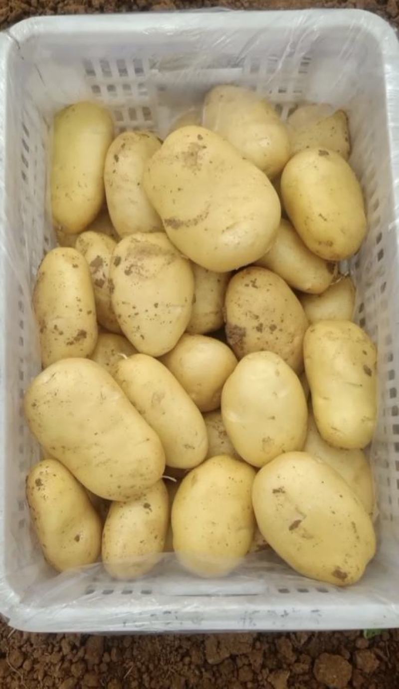山东土豆V7土豆大量有货品质保证产地直发价格便宜