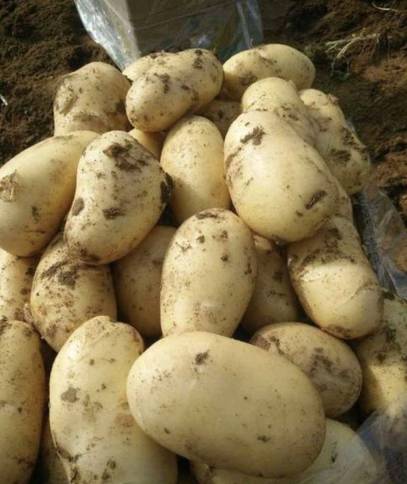 山东土豆V7土豆大量有货品质保证产地直发价格便宜
