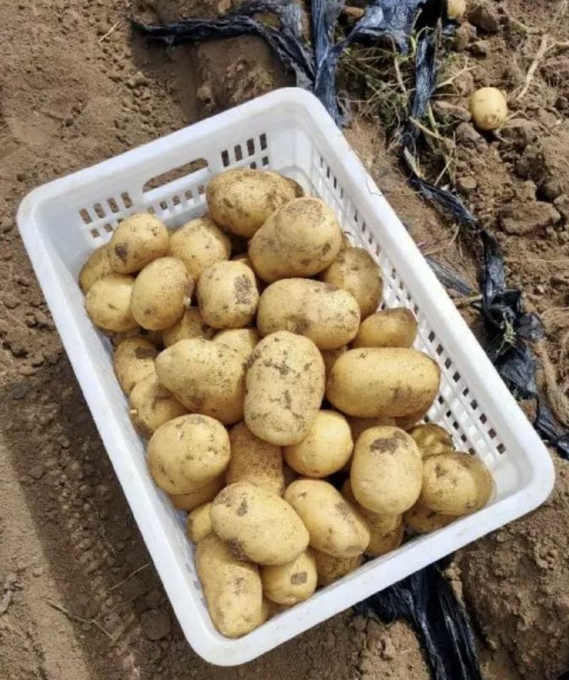 山东土豆V7土豆大量有货品质保证产地直发价格便宜