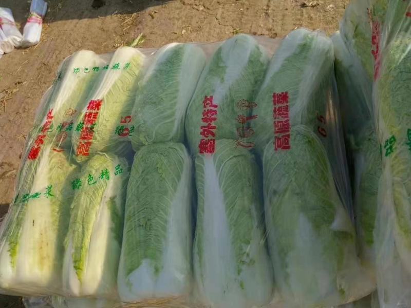 山东大白菜、货源充足、产地直发、对接全国