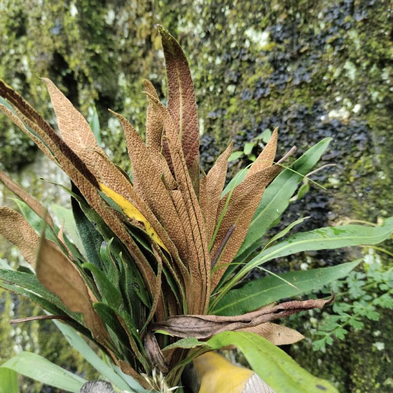 石韦石韦草野生中药材一手货源产地直发