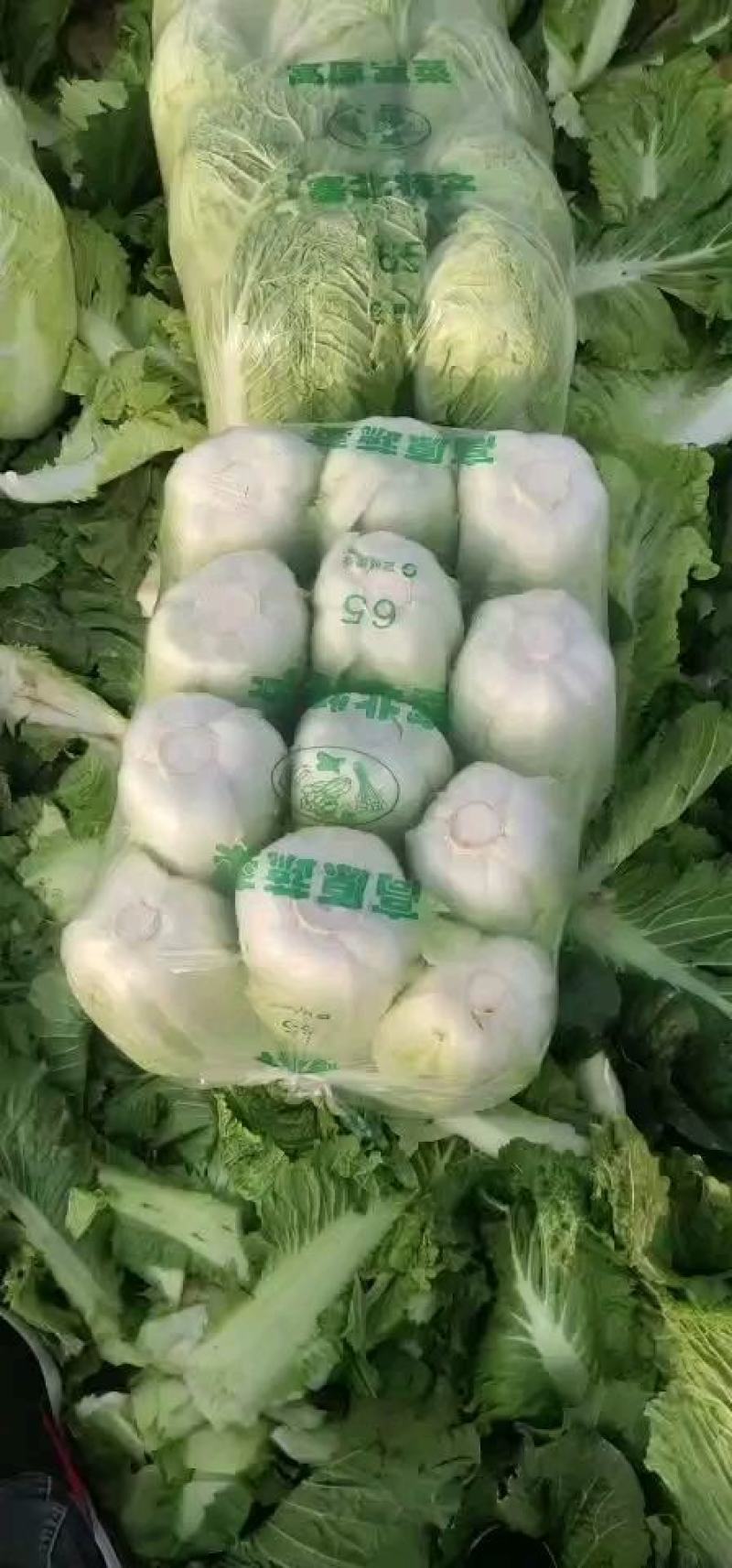 山东北京新三号大白菜精品货价格实惠货源稳定对接全国