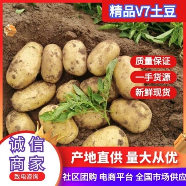 山东土豆V7土豆大量有货品质保证产地直发价格便宜