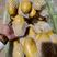 现货荷兰十五土豆商超专攻欢迎选购精品货源对接全国