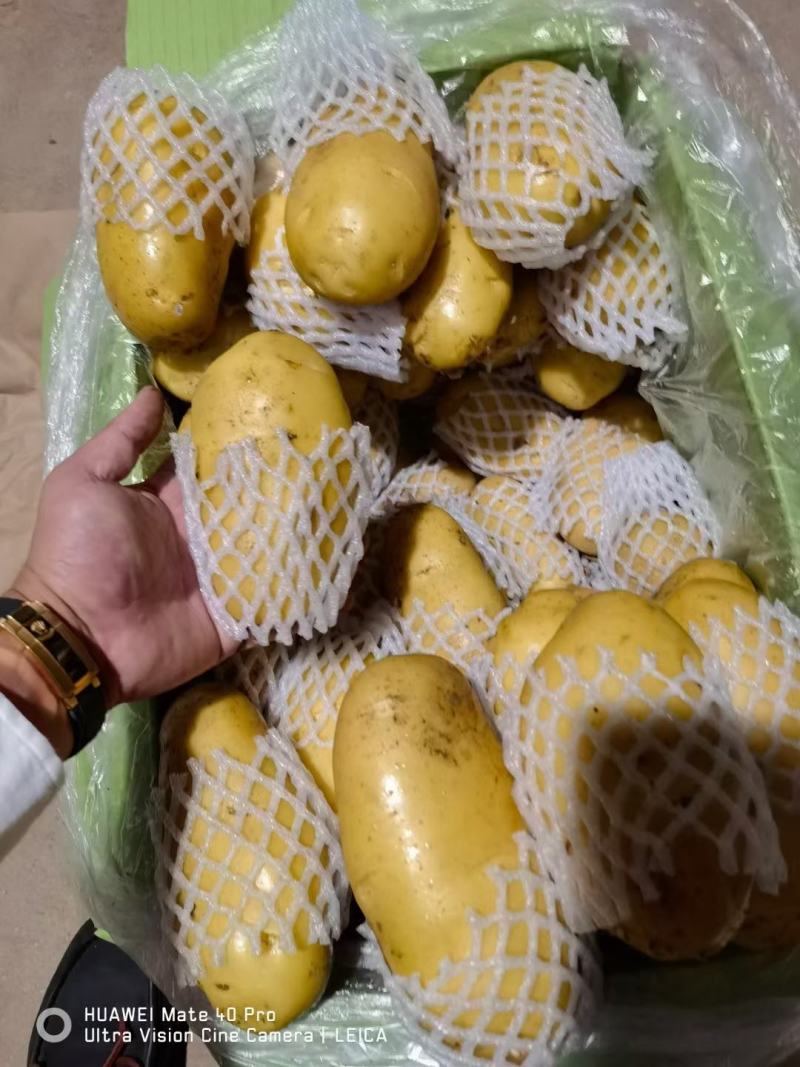 现货荷兰十五土豆商超专攻欢迎选购精品货源对接全国