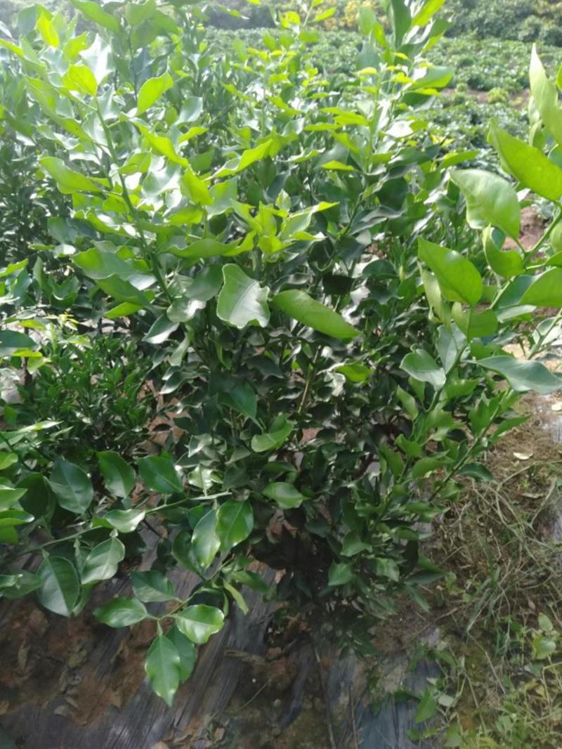 杂柑新品种爱媛46号柑橘苗阿蜜达柑桔苗果树苗