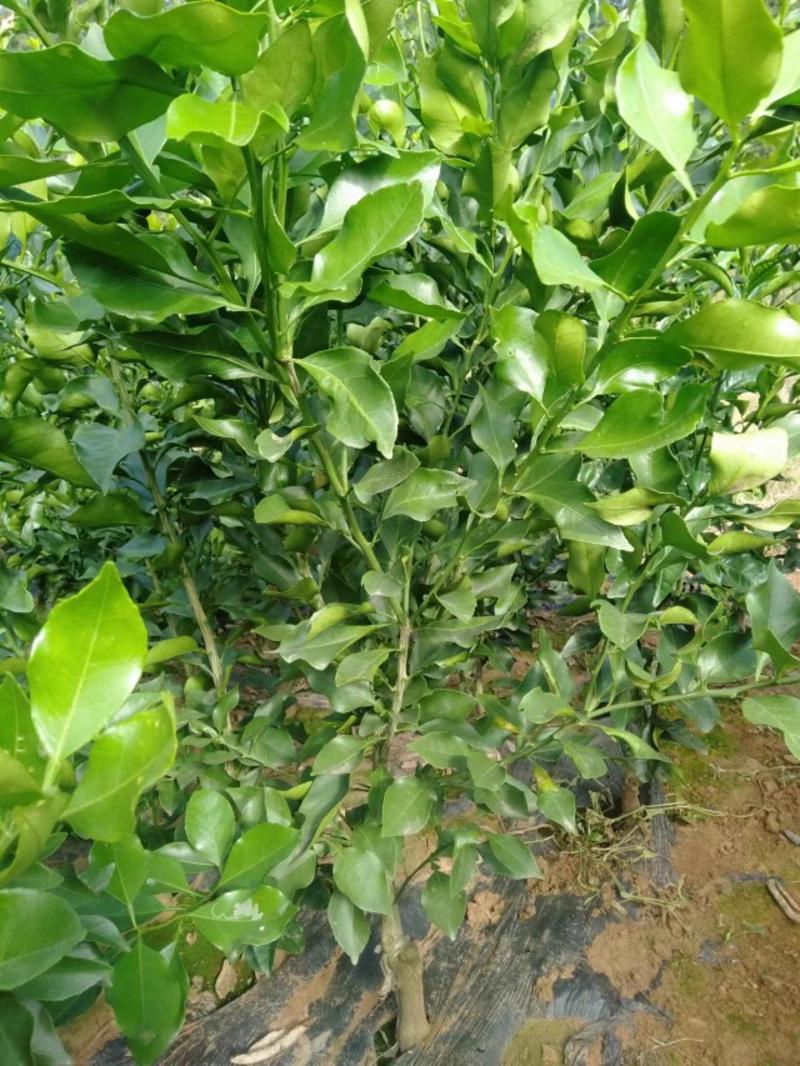 杂柑新品种爱媛46号柑橘苗阿蜜达柑桔苗果树苗