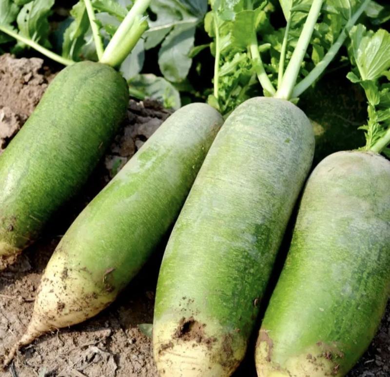 山东萝卜精品水果萝卜清脆甘甜量大从优欢迎新老客户
