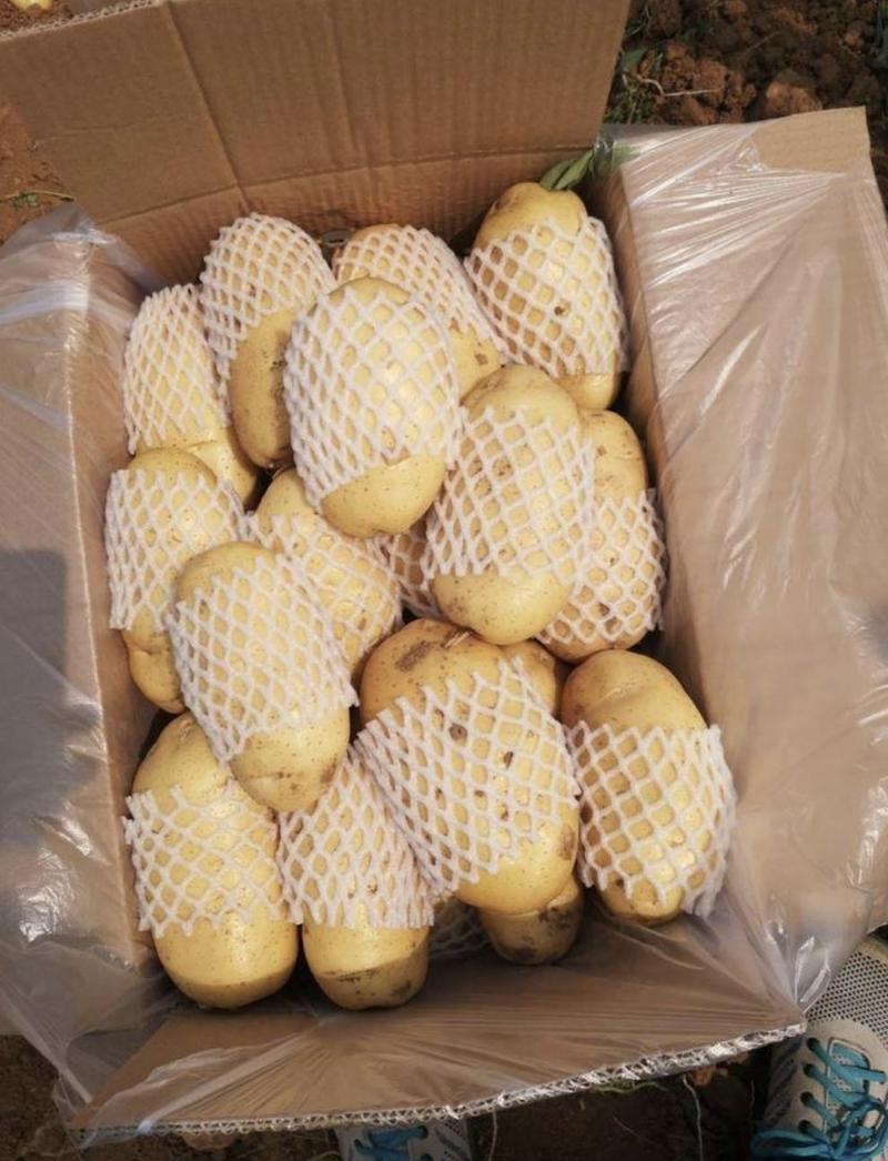 平阴三模土豆荷兰十五土豆大量上市基地直供一手货源