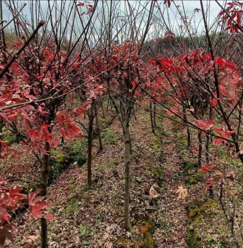 枫香北美枫香枫香苗红枫枫树