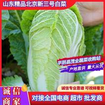 山东白菜肥城市北京新三号白菜大量上市基地直供欢迎联系