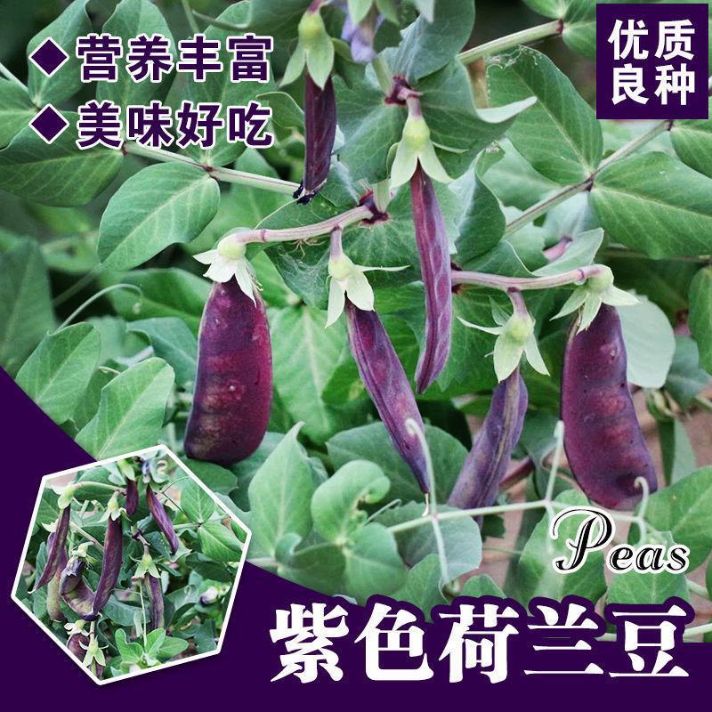 紫豌豆种子荚脆甜豌豆种子非转基因荷兰豆生吃高产紫皮蔬菜种