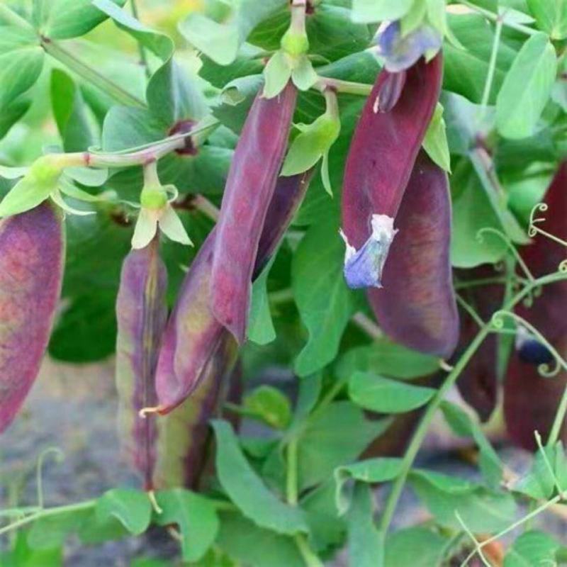 紫豌豆种子荚脆甜豌豆种子非转基因荷兰豆生吃高产紫皮蔬菜种