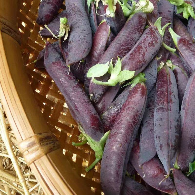 紫豌豆种子荚脆甜豌豆种子非转基因荷兰豆生吃高产紫皮蔬菜种
