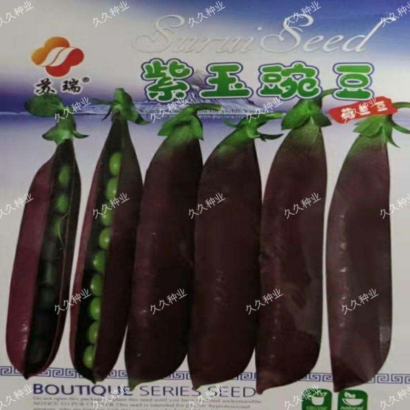 紫豌豆种子荚脆甜豌豆种子非转基因荷兰豆生吃高产紫皮蔬菜种