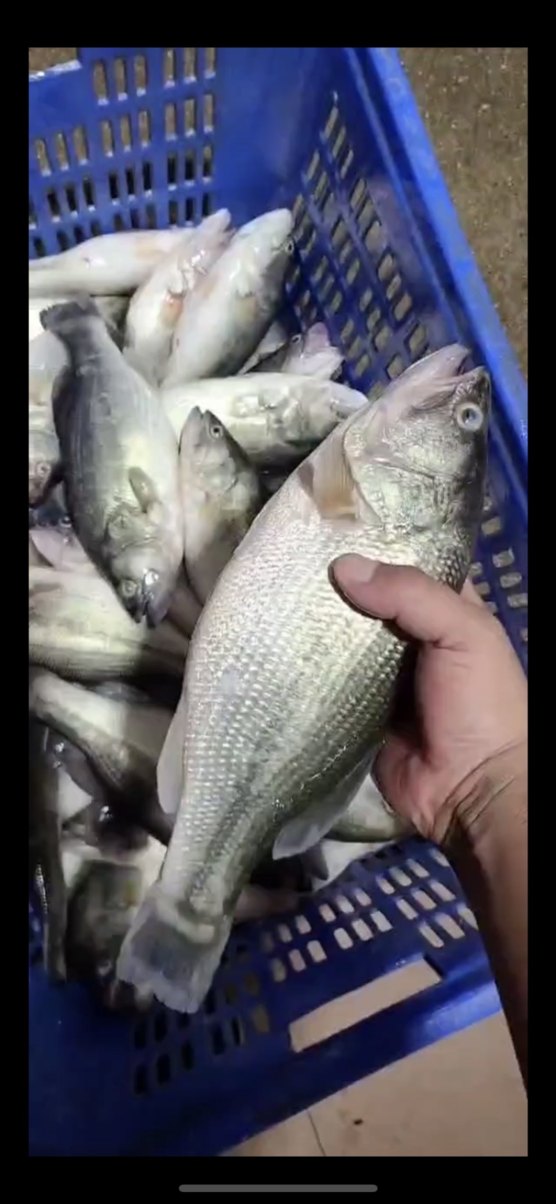 冰鲜鲈鱼，红鳃保鲜，原产地发货，可长期供货