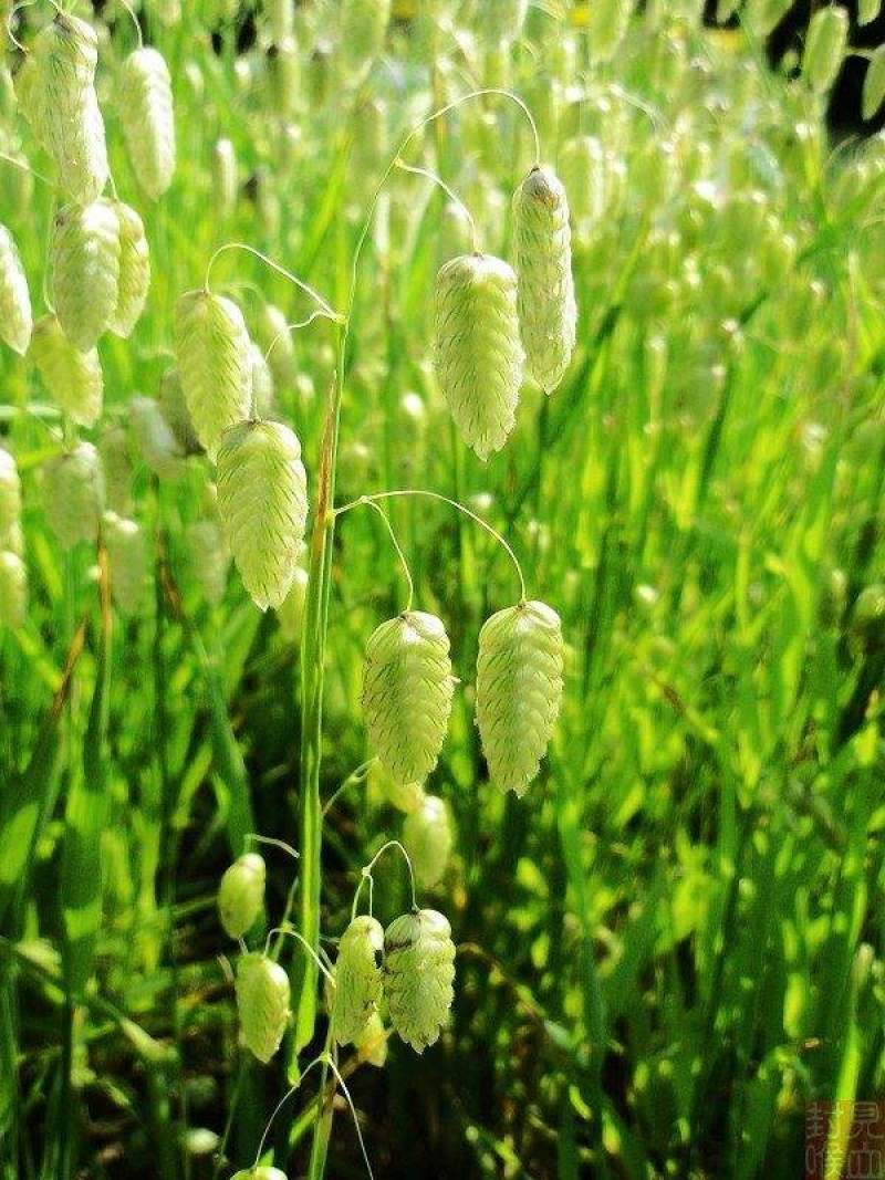 大凌风草种子多年生耐寒观赏草草本植物耐热耐寒绿植庭院
