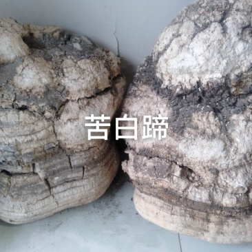 苦白蹄