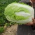 黄心大白菜净菜基地，品质好价格低，欢迎选购