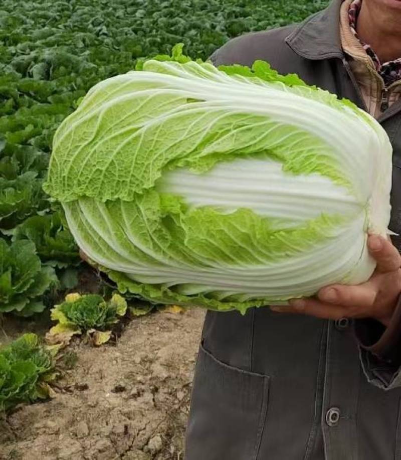 黄心大白菜净菜基地，品质好价格低，欢迎选购