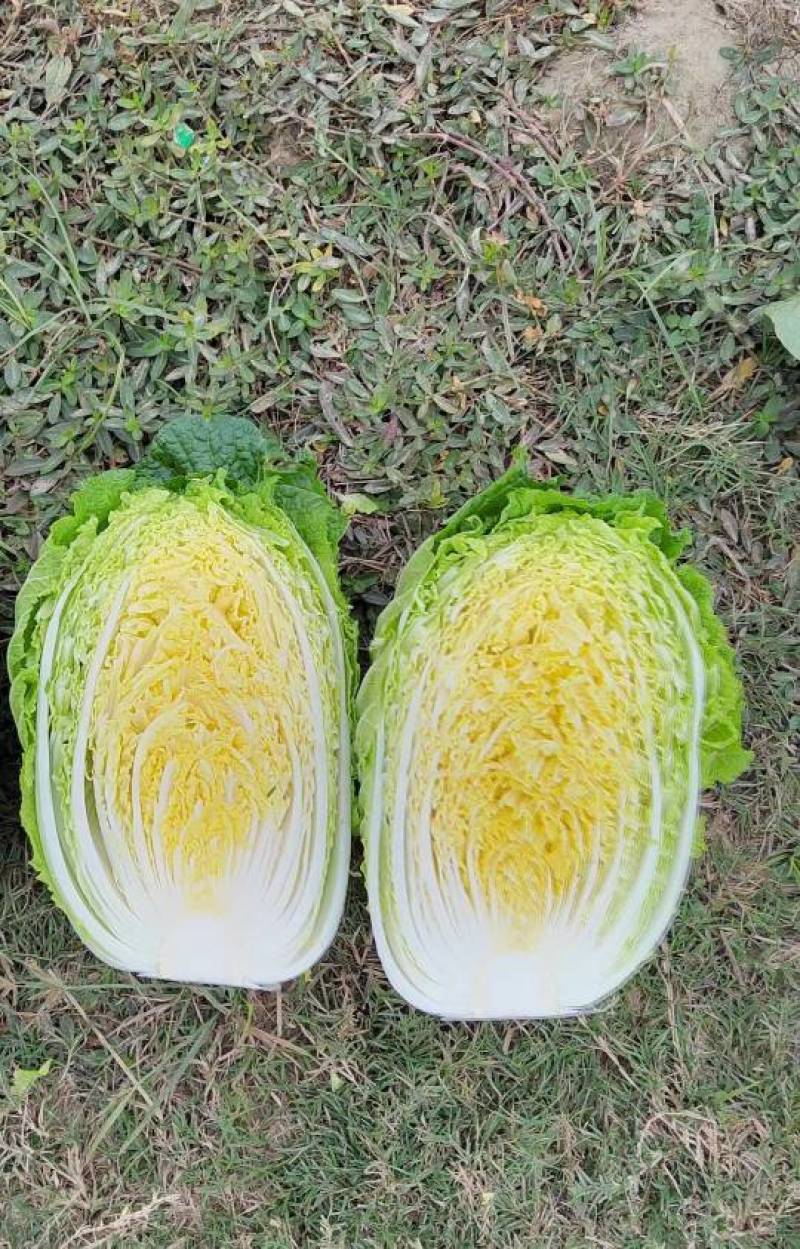 黄心大白菜净菜基地，品质好价格低，欢迎选购
