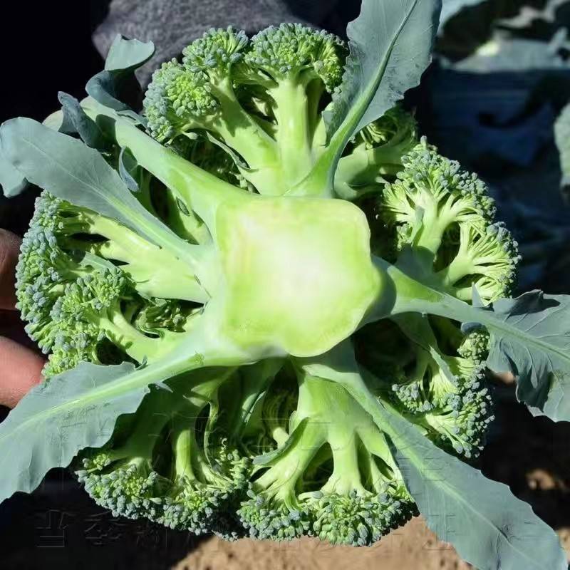 【精品】西蓝花江苏千亩基地量大从优产地直发有需致电看货