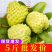 广西释迦果6元起