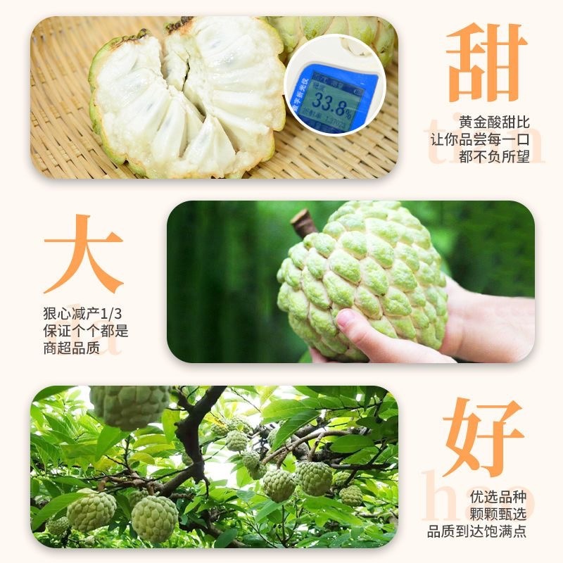 广西释迦果6元起