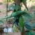 白薇种子中草药植物白马薇籽家庭花卉园艺新奇植物南北方种植