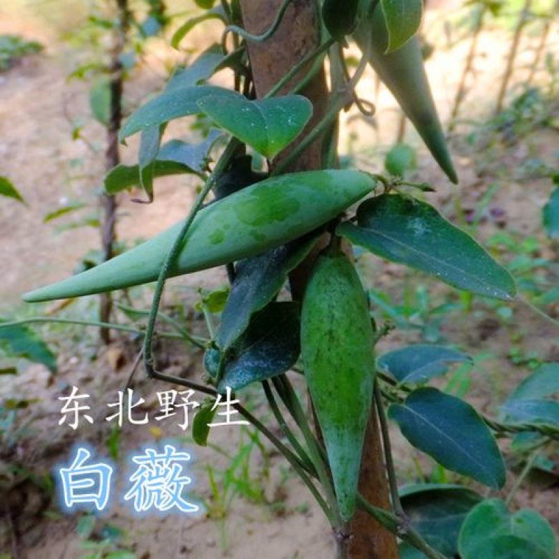 白薇种子中草药植物白马薇籽家庭花卉园艺新奇植物南北方种植