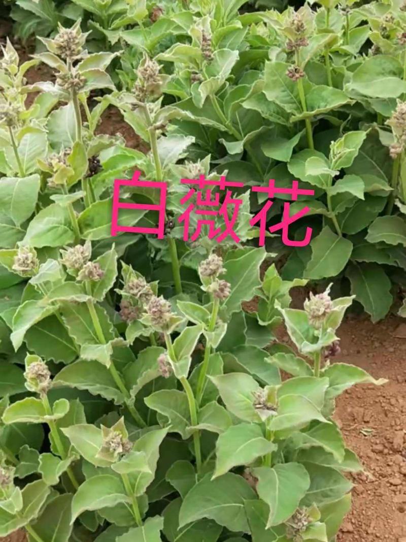 白薇种子中草药植物白马薇籽家庭花卉园艺新奇植物南北方种植