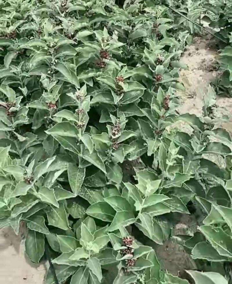 白薇种子中草药植物白马薇籽家庭花卉园艺新奇植物南北方种植