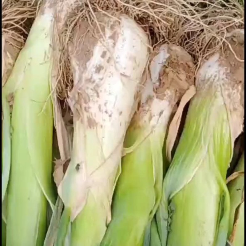 河北蔬菜原产地储存鸡腿大葱大量有货，质量好价格便宜