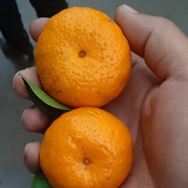 江西特产，南丰蜜广砂糖橘，甜度足，发全國