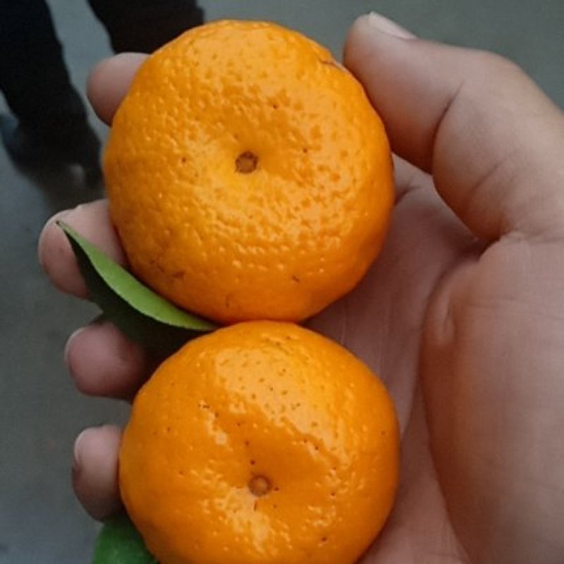 江西特产，南丰蜜广砂糖橘，甜度足，发全國