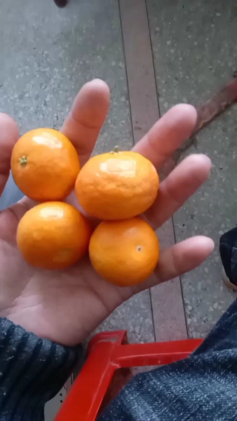 江西特产，南丰蜜广砂糖橘，甜度足，发全國