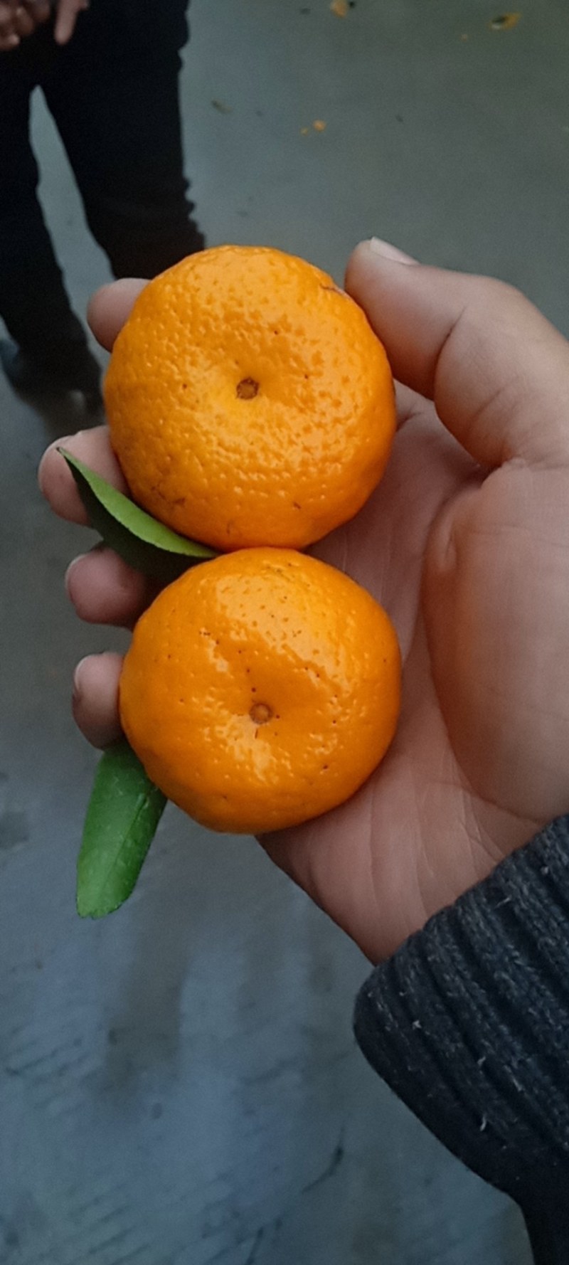 江西特产，南丰蜜广砂糖橘，甜度足，发全國