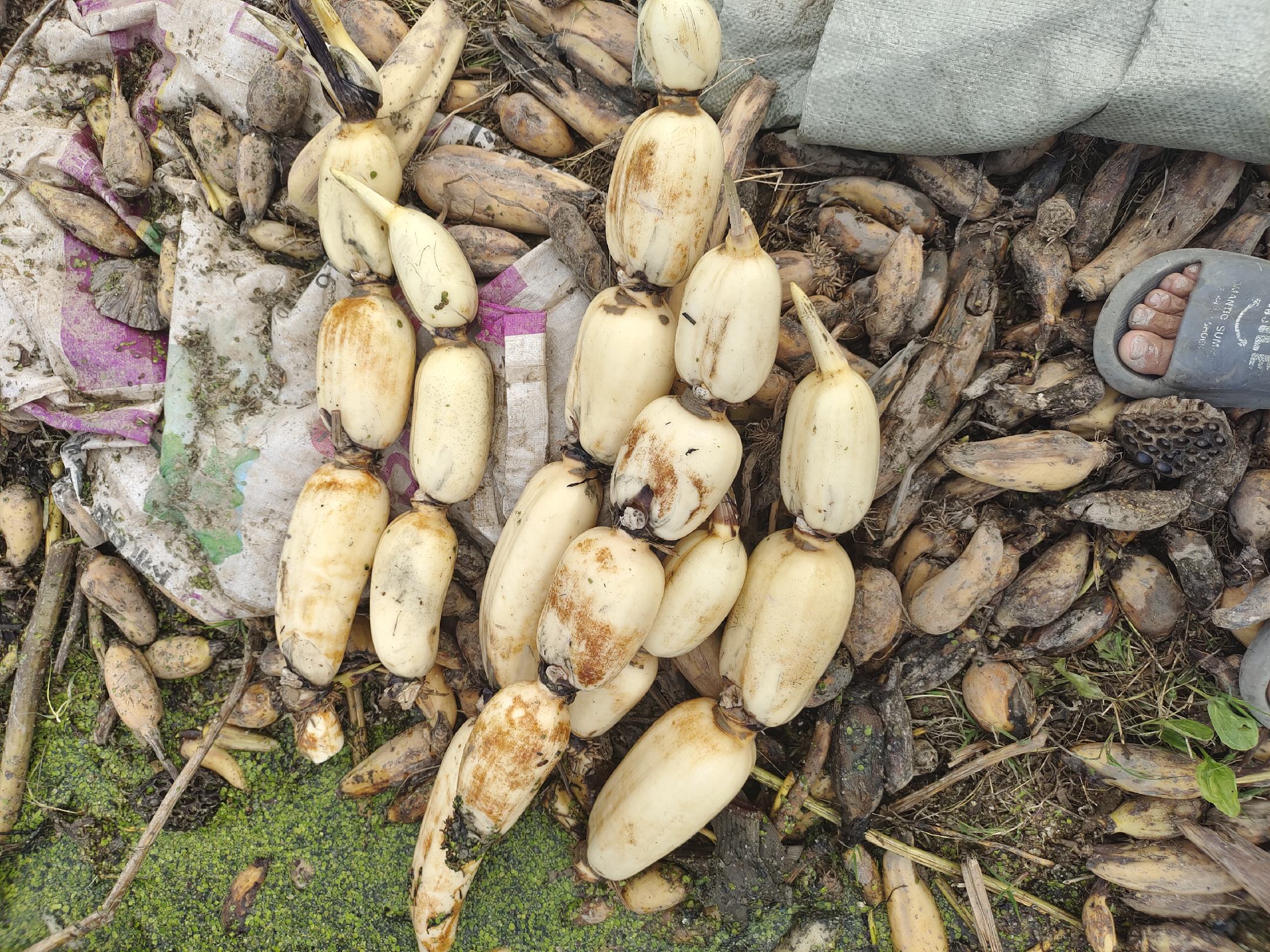 新鲜莲藕与变质莲藕对比图