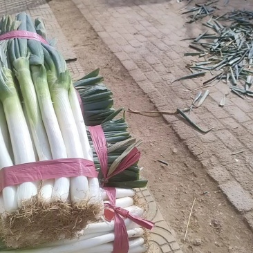 净货铁杆大葱大量上市需要的老板联系。无任何咋费。精品货