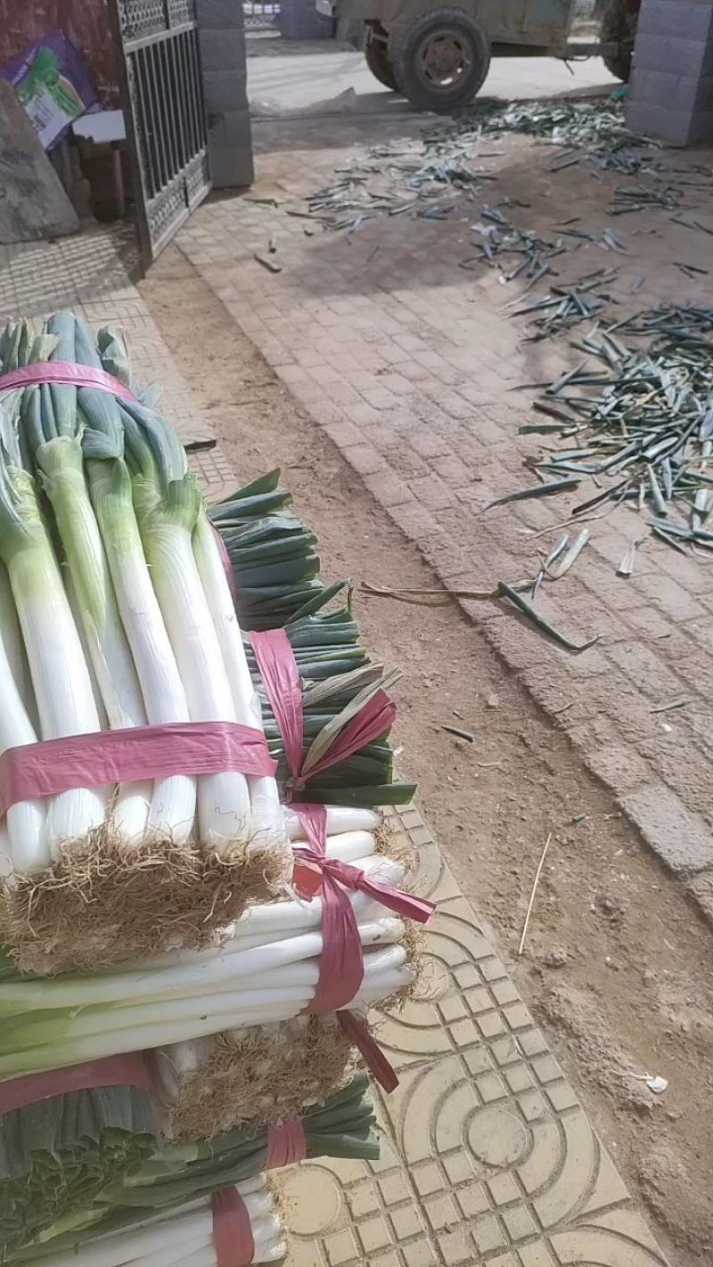 净货铁杆大葱大量上市需要的老板联系。无任何咋费。精品货