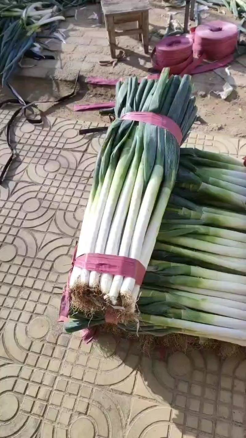 净货铁杆大葱大量上市需要的老板联系。无任何咋费。精品货